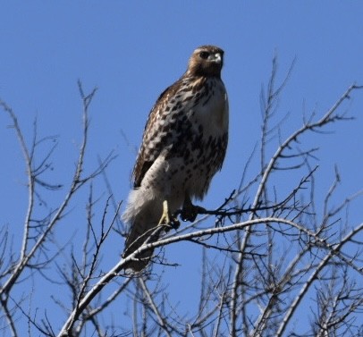Red-tailed Hawk - ML520816511