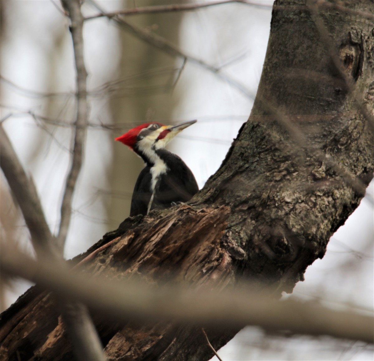 Pileated Woodpecker - ML520817771