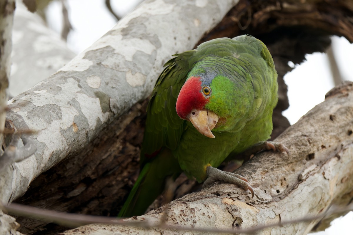 Red-crowned Parrot - Faith Barton