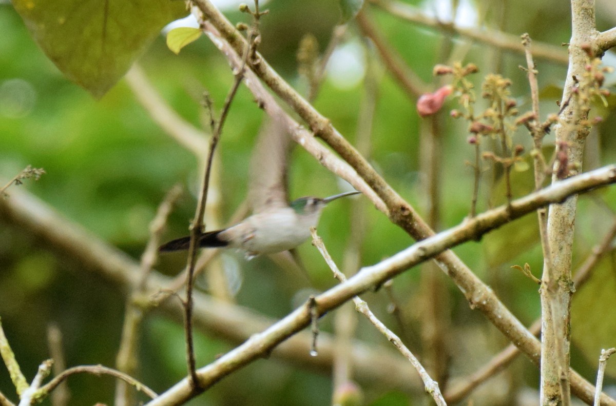 Wedge-tailed Sabrewing (Long-tailed) - ML520821391