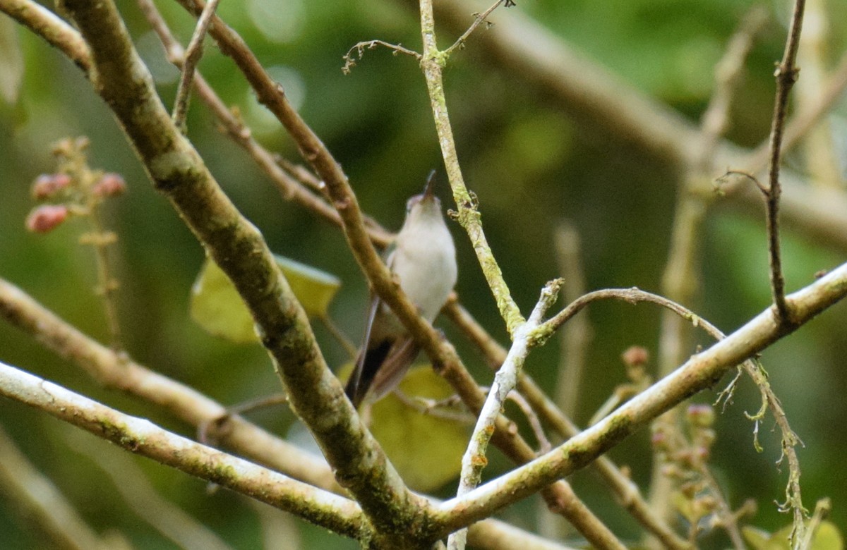 Wedge-tailed Sabrewing (Long-tailed) - ML520821421