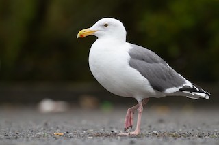 Western Gull