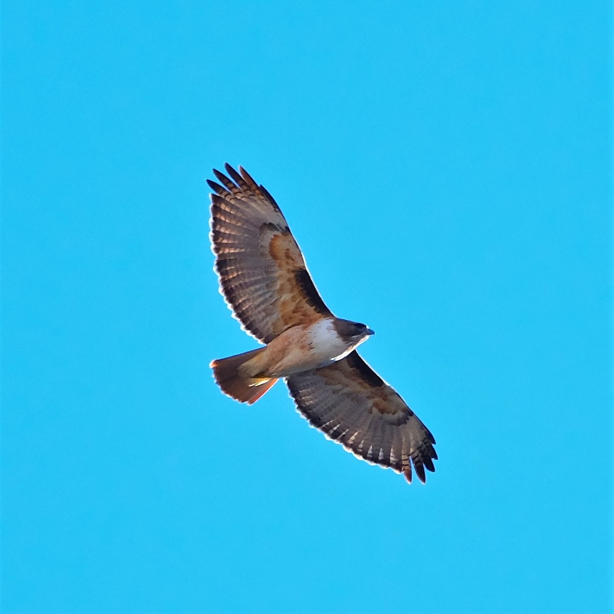 Red-tailed Hawk - ML520828811