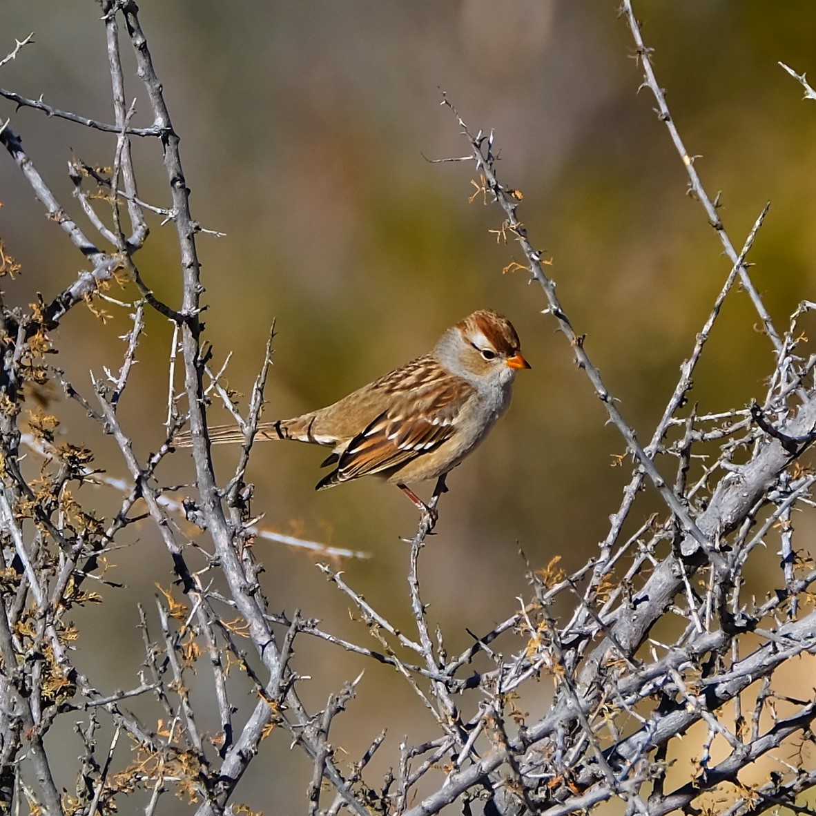 White-crowned Sparrow - ML520829671