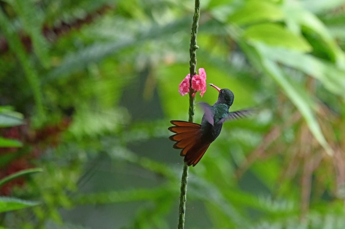 Rufous-tailed Hummingbird - ML520831201
