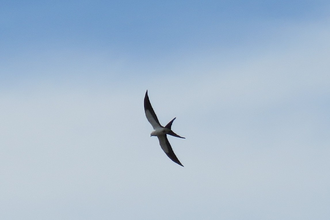 Swallow-tailed Kite - Patricia and Richard Williams