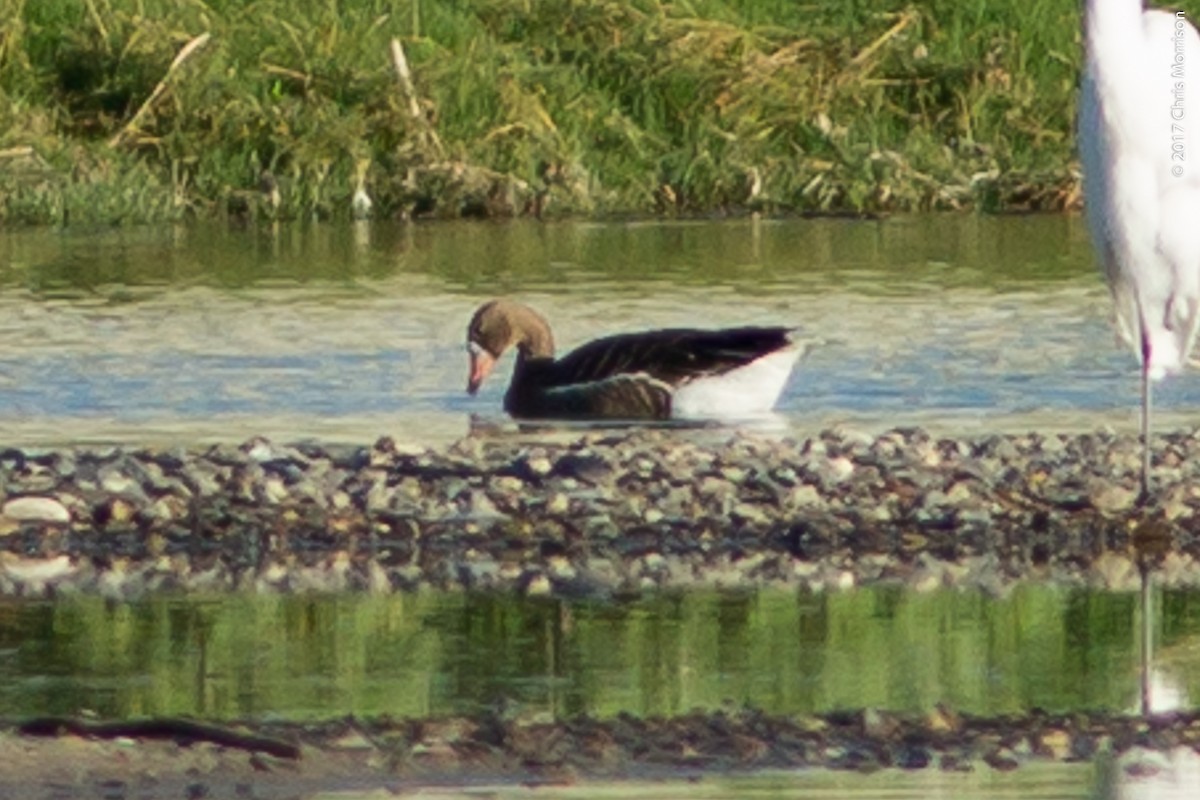 Greater White-fronted Goose - ML52084301