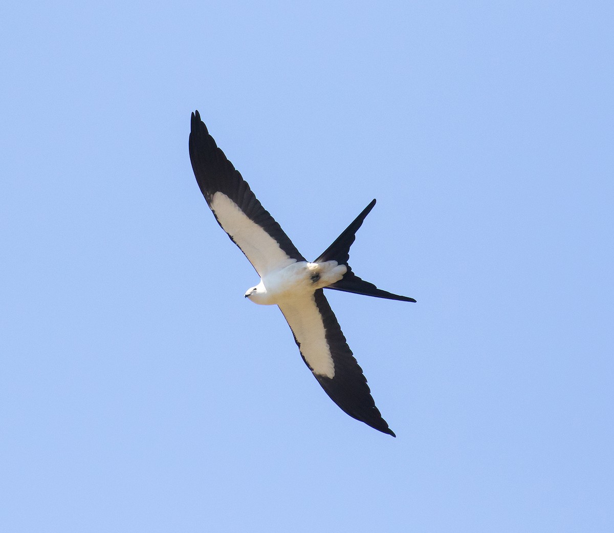 Swallow-tailed Kite - Andrew Haffenden