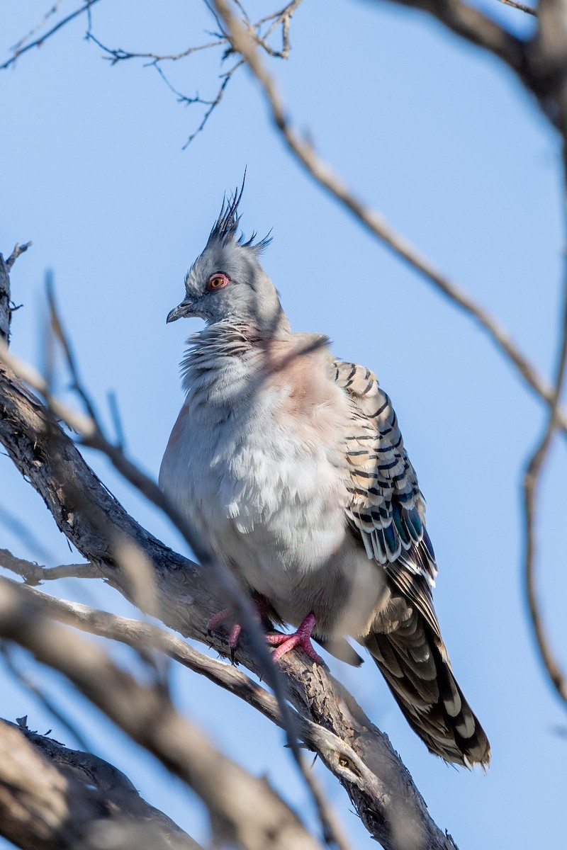 Crested Pigeon - ML520850371