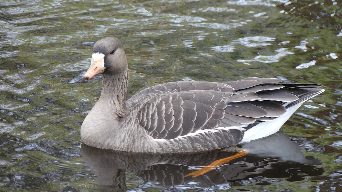 Greater White-fronted Goose - Justin Carrington