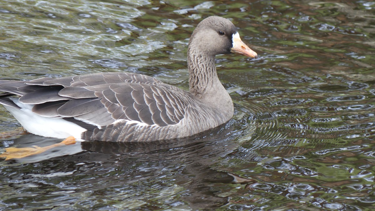 Greater White-fronted Goose - ML520854641