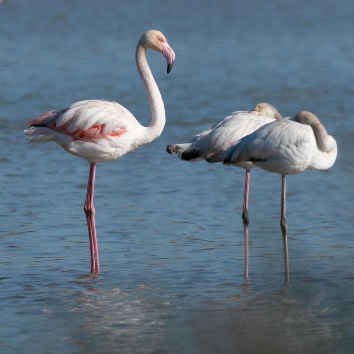 Greater Flamingo - ML520858091