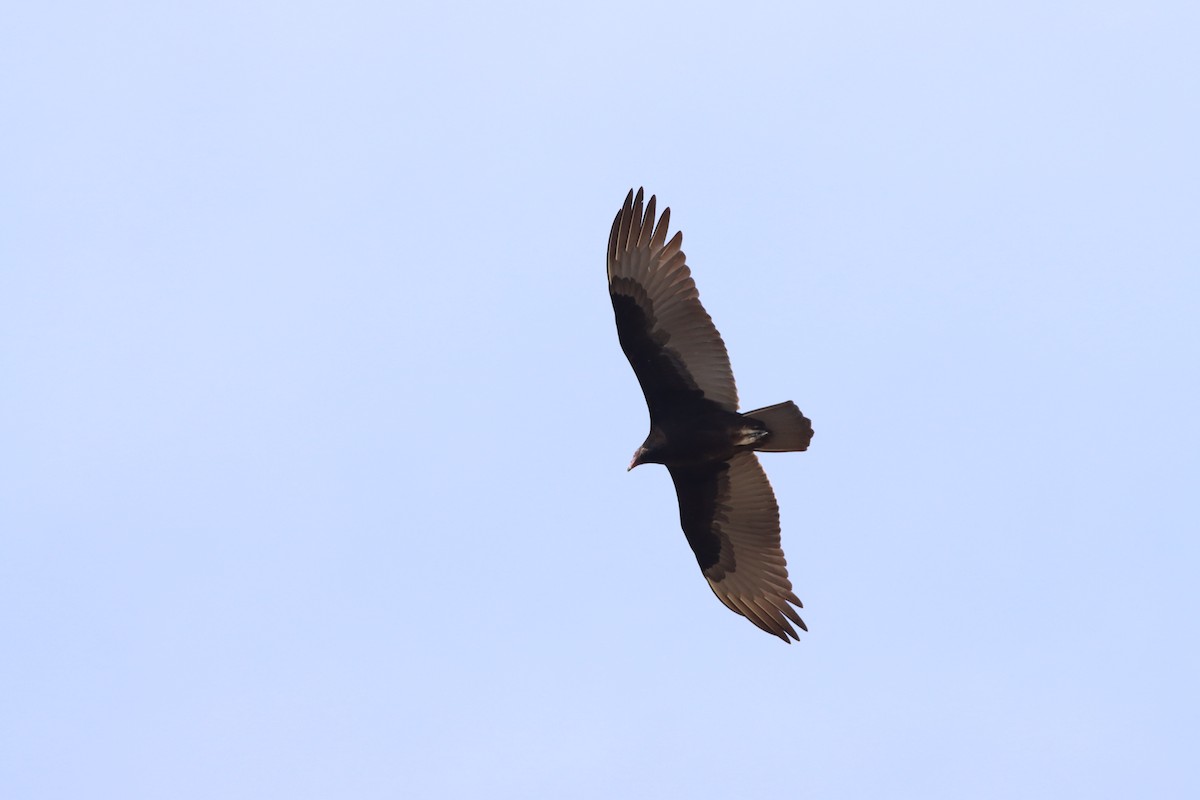eBird Checklist 30 Dec 2022 Raymondville Memorial Park Cemetery