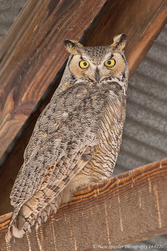 Great Horned Owl - Hans Spiecker