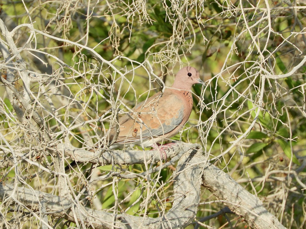 Laughing Dove - ML520863741