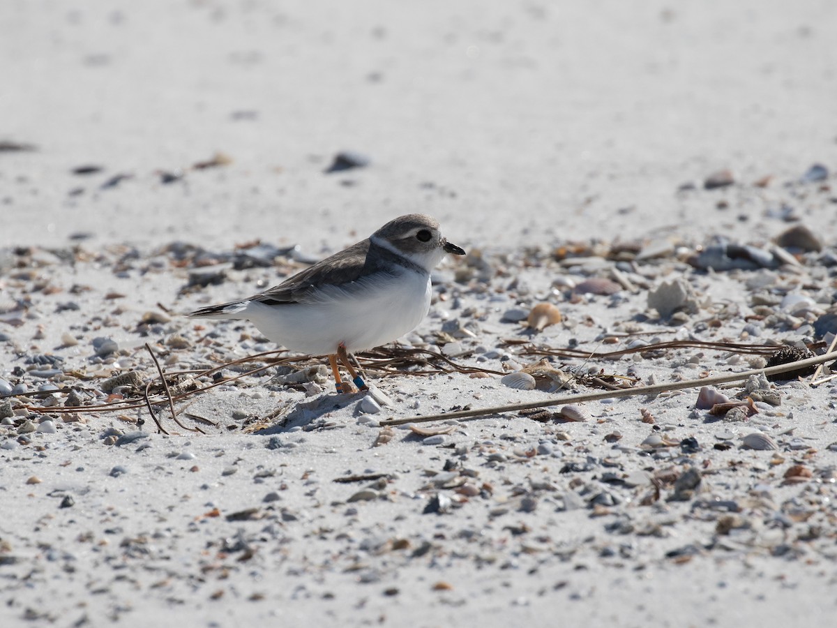 Piping Plover - ML520863881