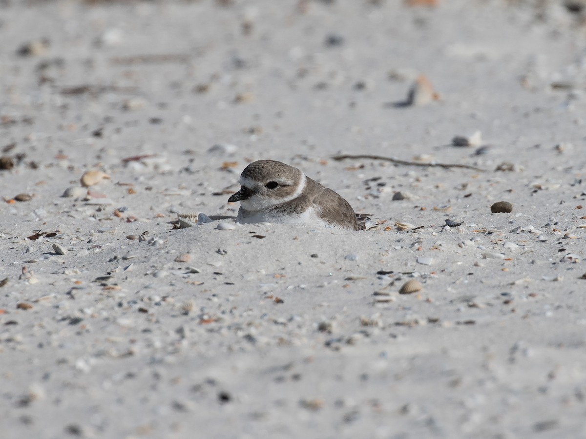 Piping Plover - ML520863891