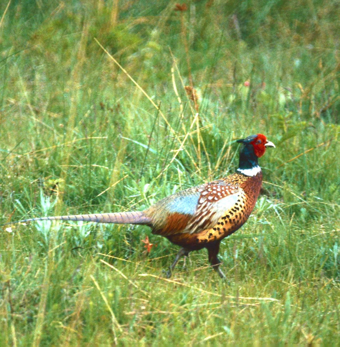 Ring-necked Pheasant - ML520863961