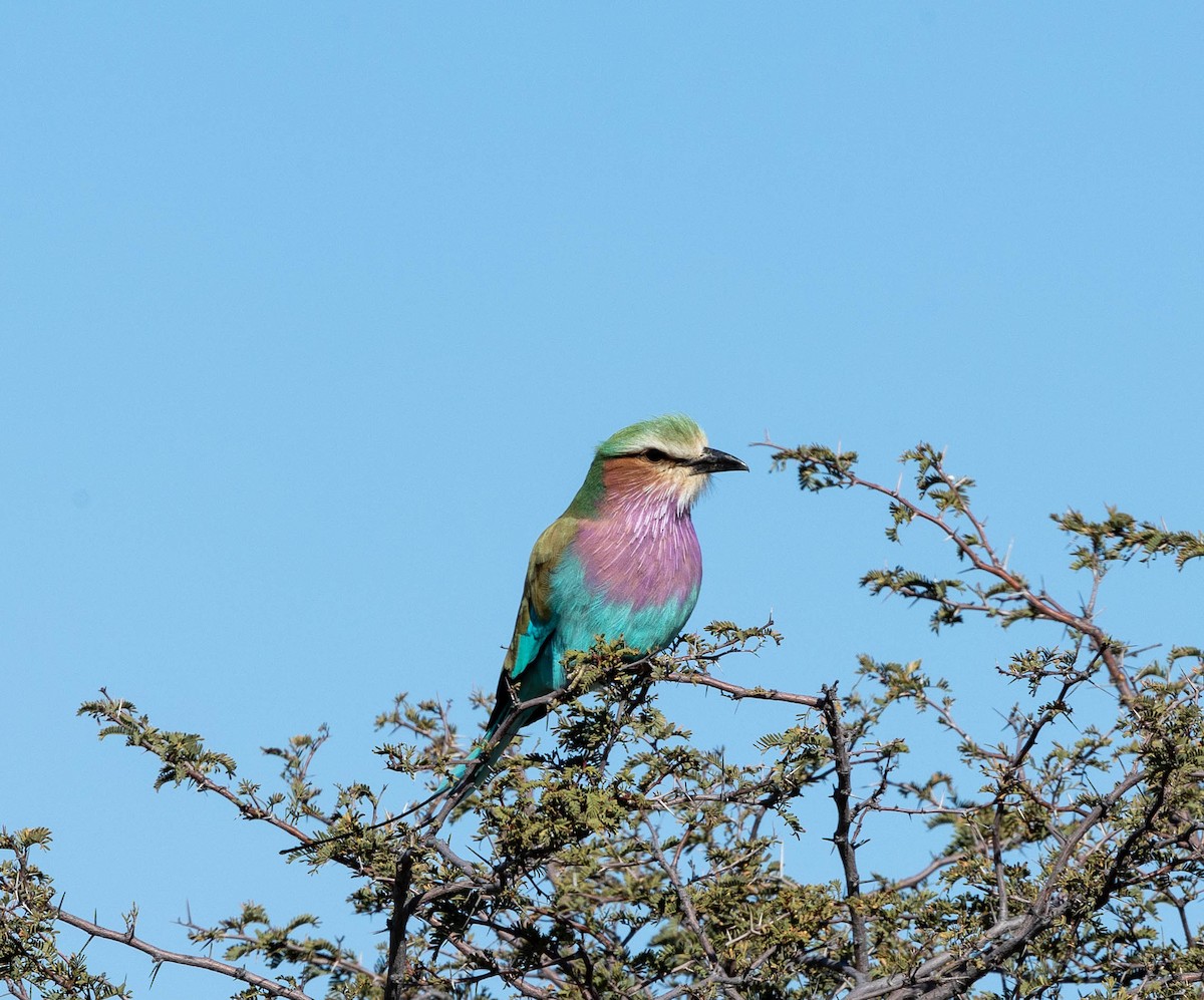 Lilac-breasted Roller - ML520873171