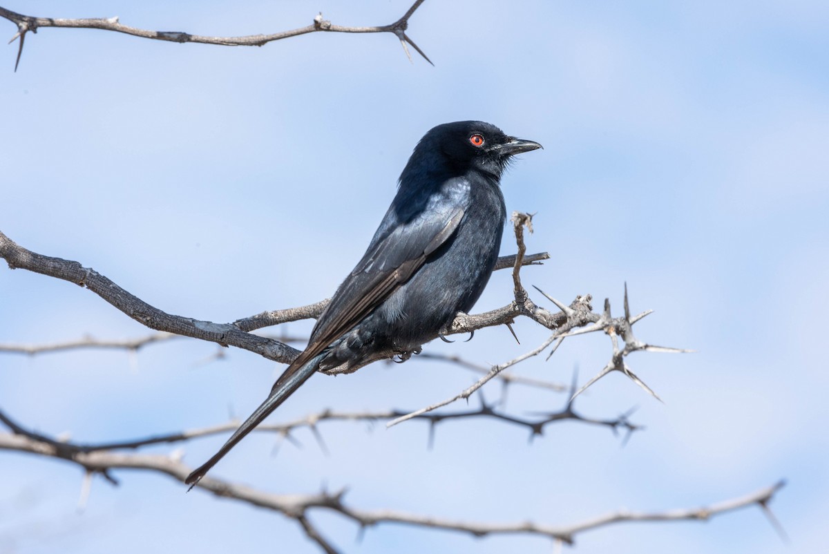 Fork-tailed Drongo - ML520873411