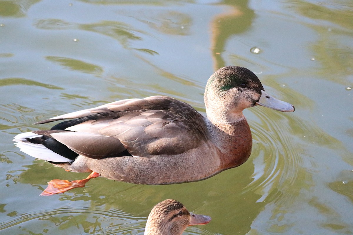 Mallard x Eastern Spot-billed Duck (hybrid) - Aline Horikawa