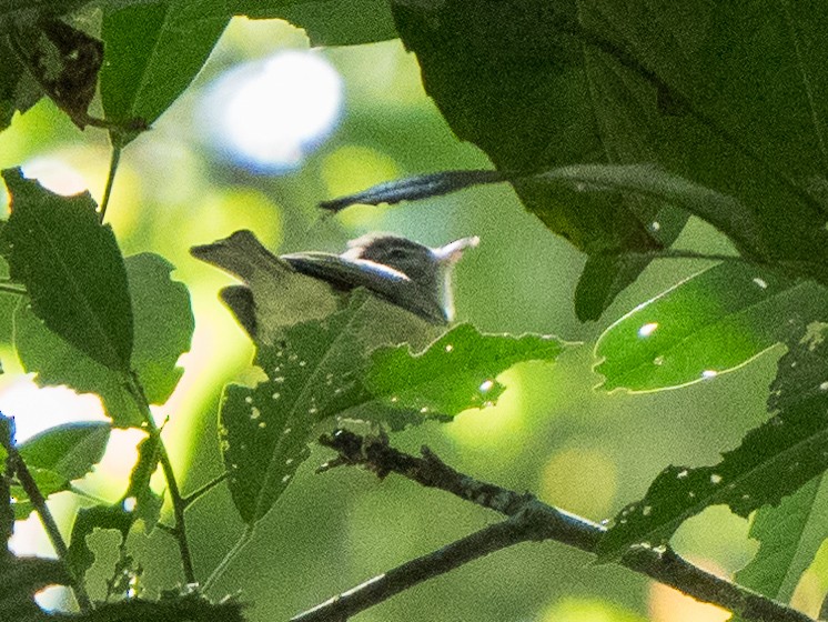 Brown-capped Vireo - Chris Fischer