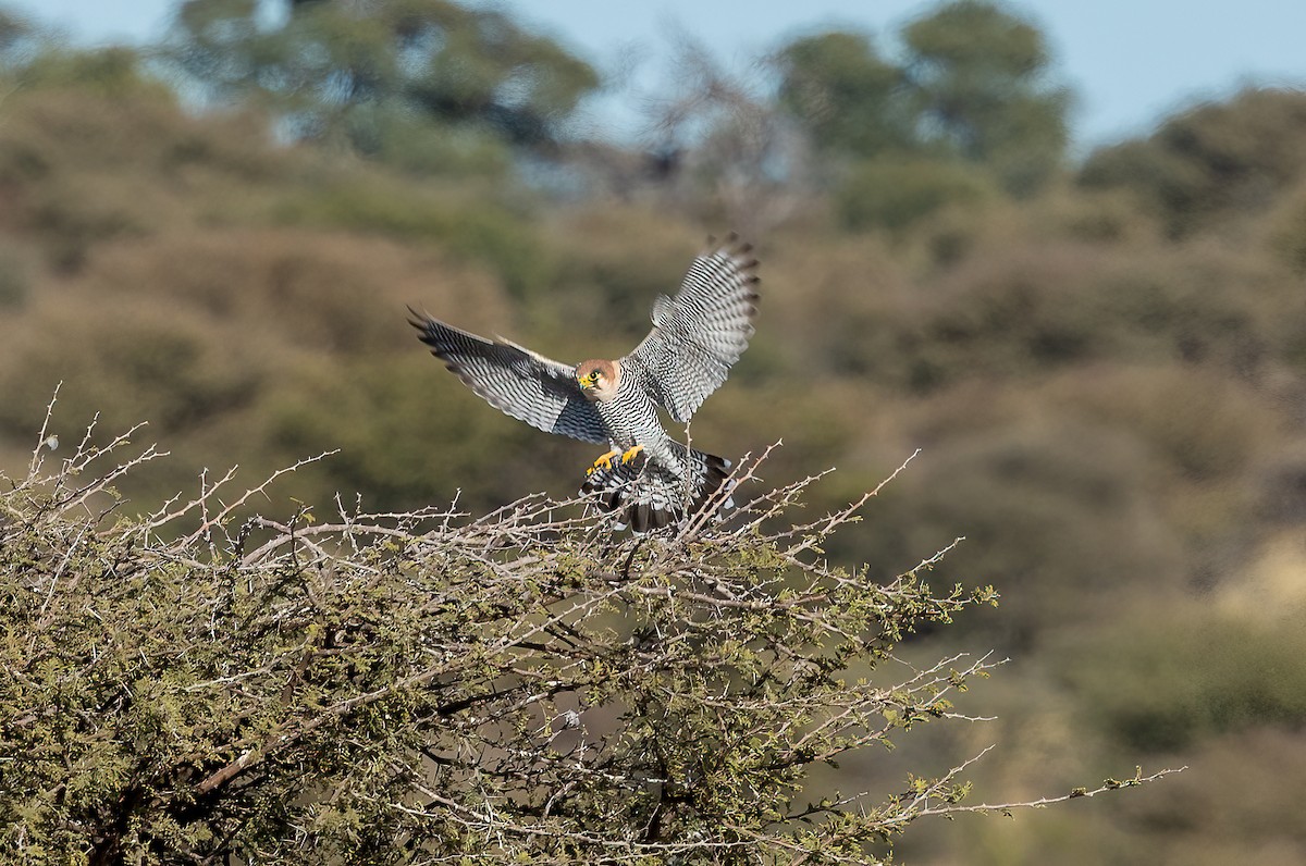 Red-necked Falcon - ML520875251