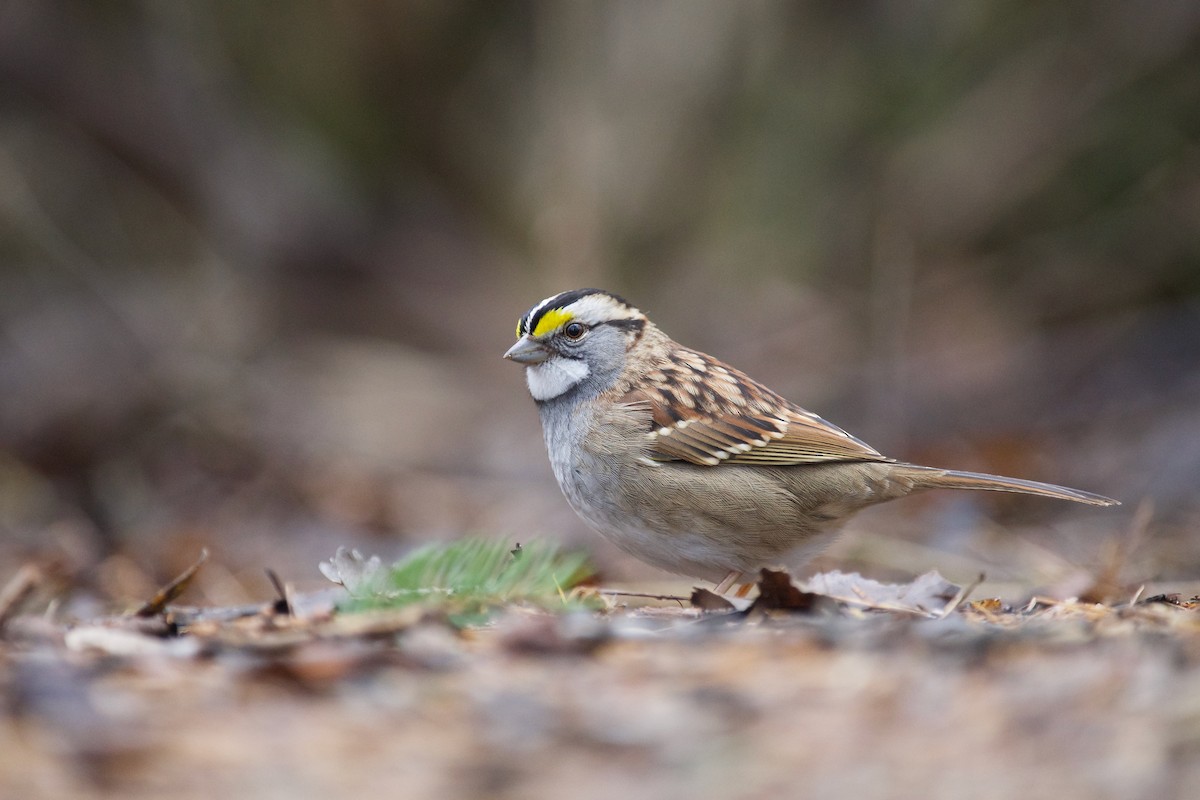 White-throated Sparrow - ML520880431