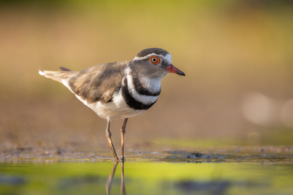 Three-banded Plover - ML520895631