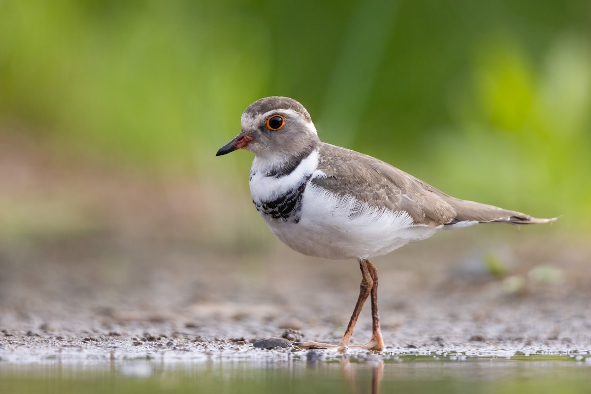 Three-banded Plover - ML520895861