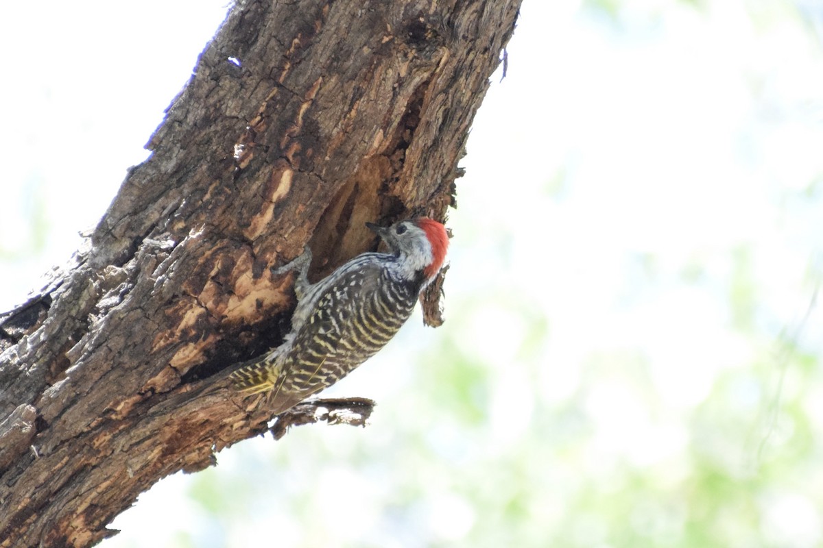 Cardinal Woodpecker - ML520898261