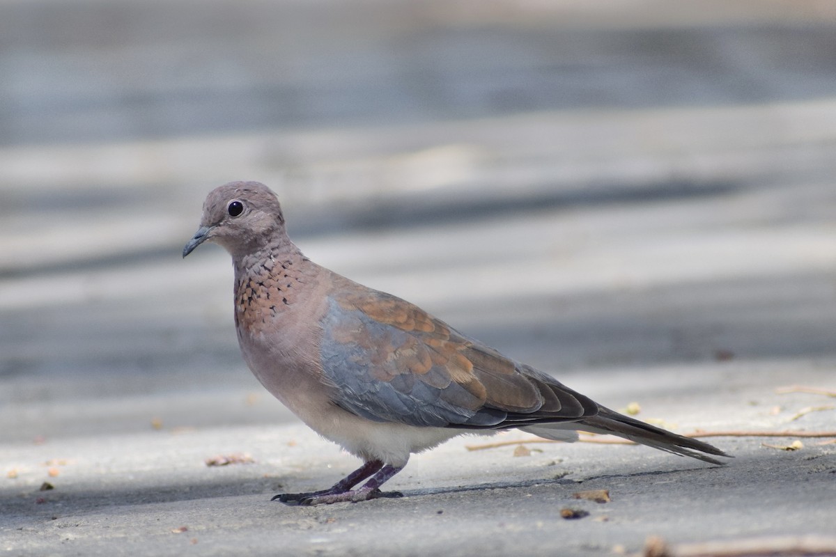 Laughing Dove - ML520898781