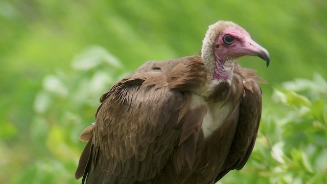 Hooded Vulture - ML520903601