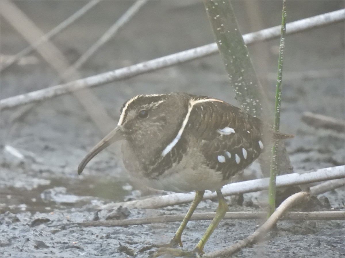 South American Painted-Snipe - ML520904131