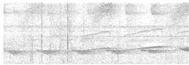 Мурав’янка-куцохвіст велика - ML52091551