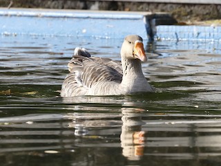 Greater White-fronted Goose, ML520919341