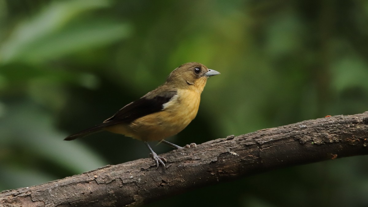 Black-goggled Tanager - ML520921981