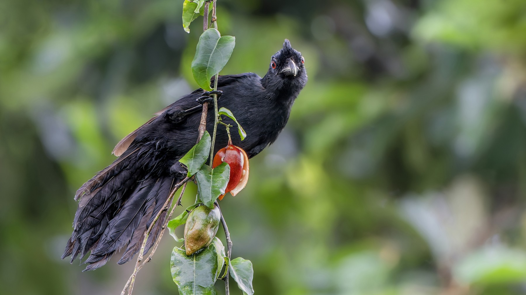 Bornean Black Magpie - eBird