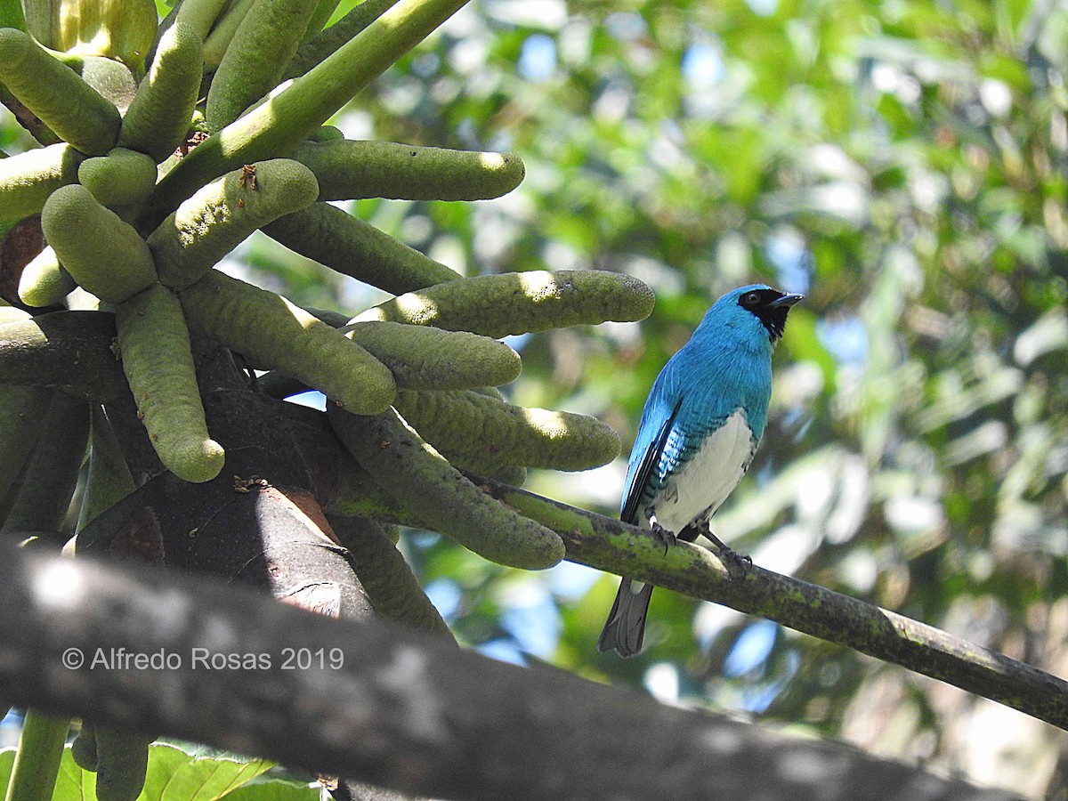 Swallow Tanager - ML520925731