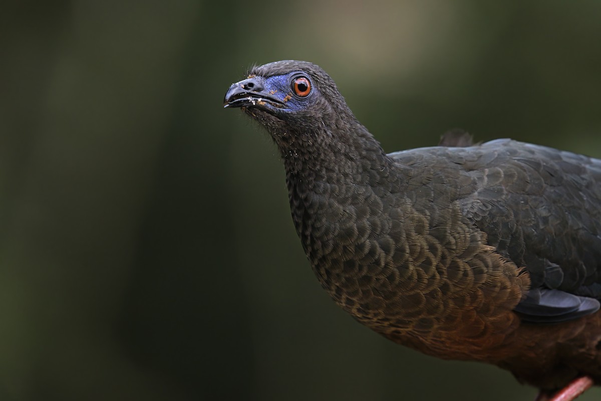 Sickle-winged Guan - ML520927981