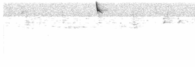 kometka vidloocasá - ML520928981