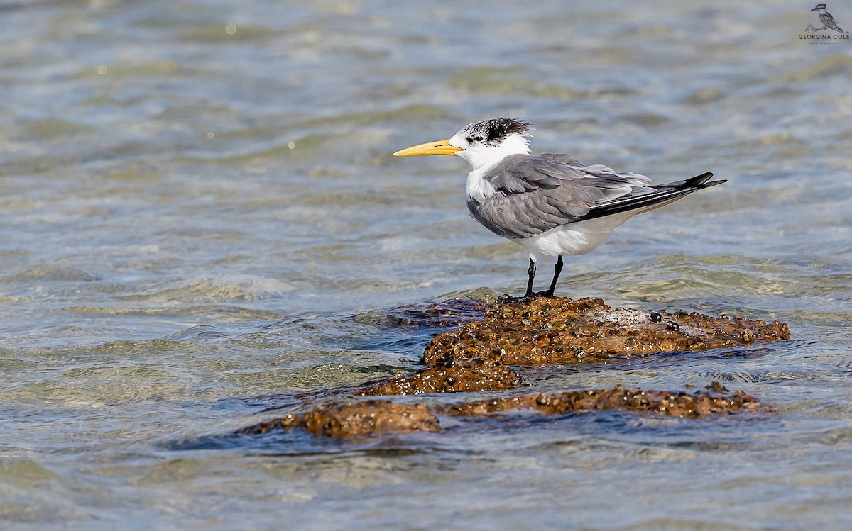 Great Crested Tern - ML520937561