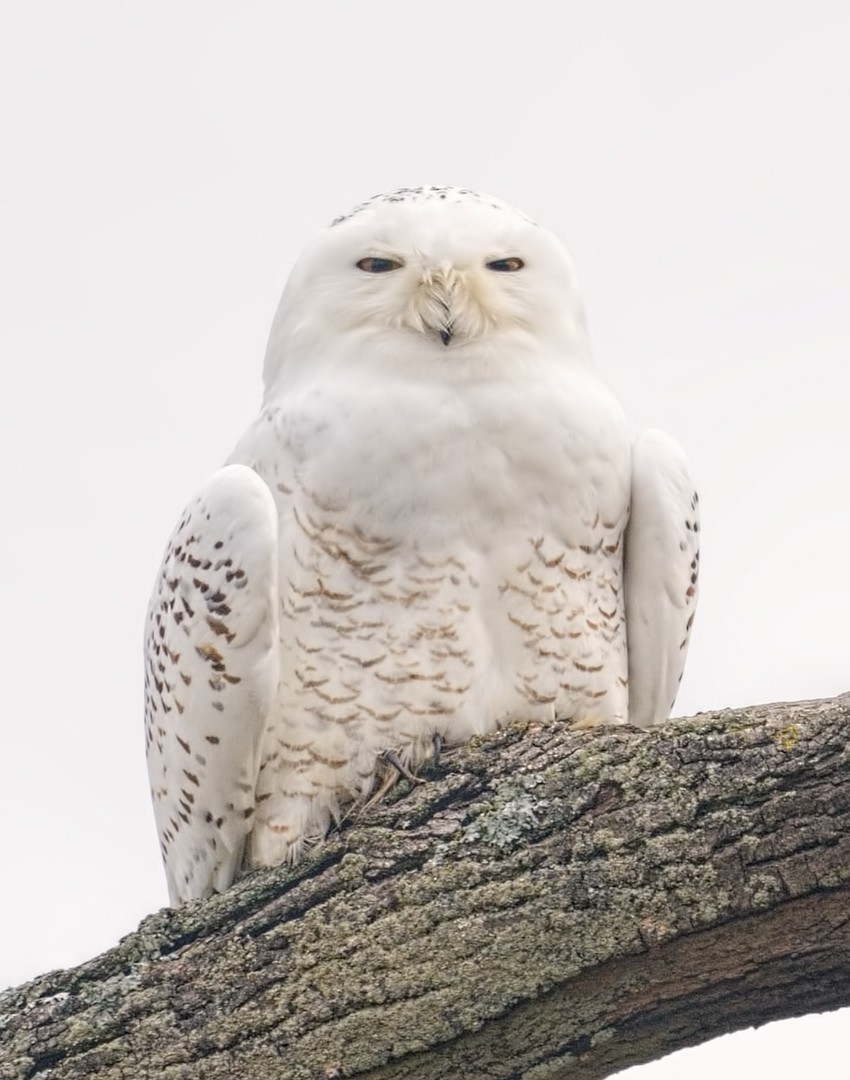 Snowy Owl - Lynda Goodridge
