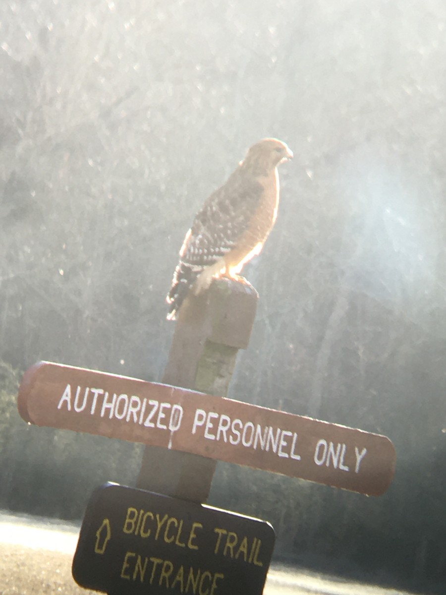 Red-shouldered Hawk (lineatus Group) - ML520945601
