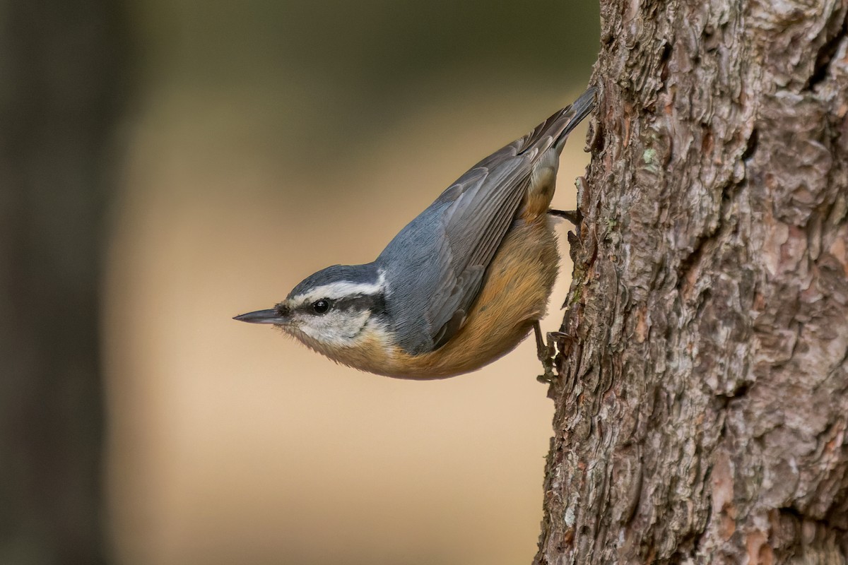 Red-breasted Nuthatch - ML520946251
