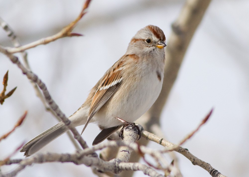 American Tree Sparrow - Darren Clark