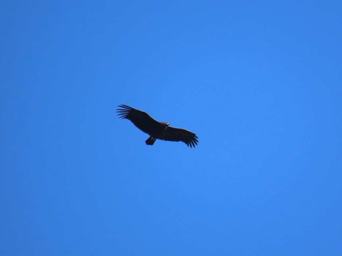 Cinereous Vulture - ML520951321