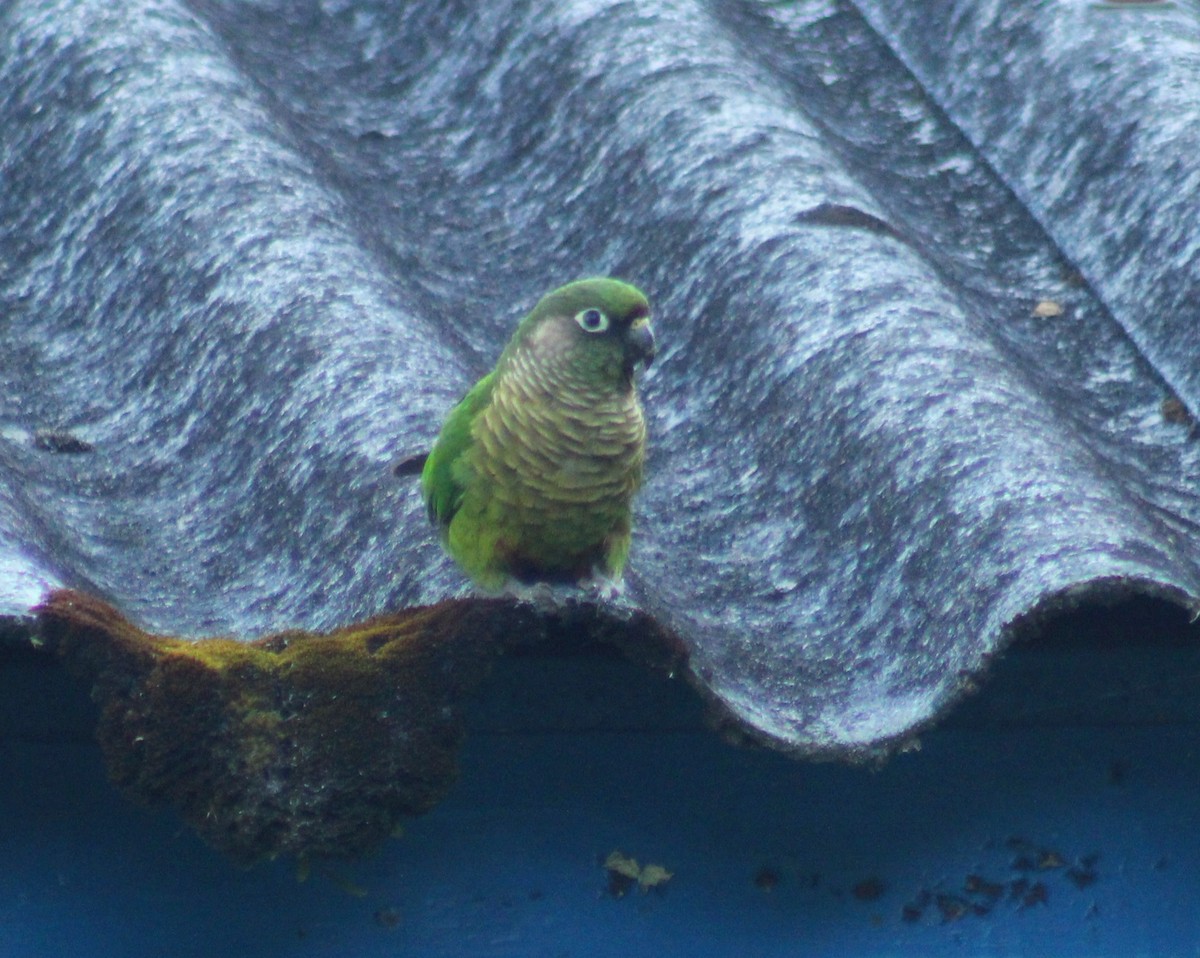 Maroon-bellied Parakeet (Green-tailed) - ML520953221