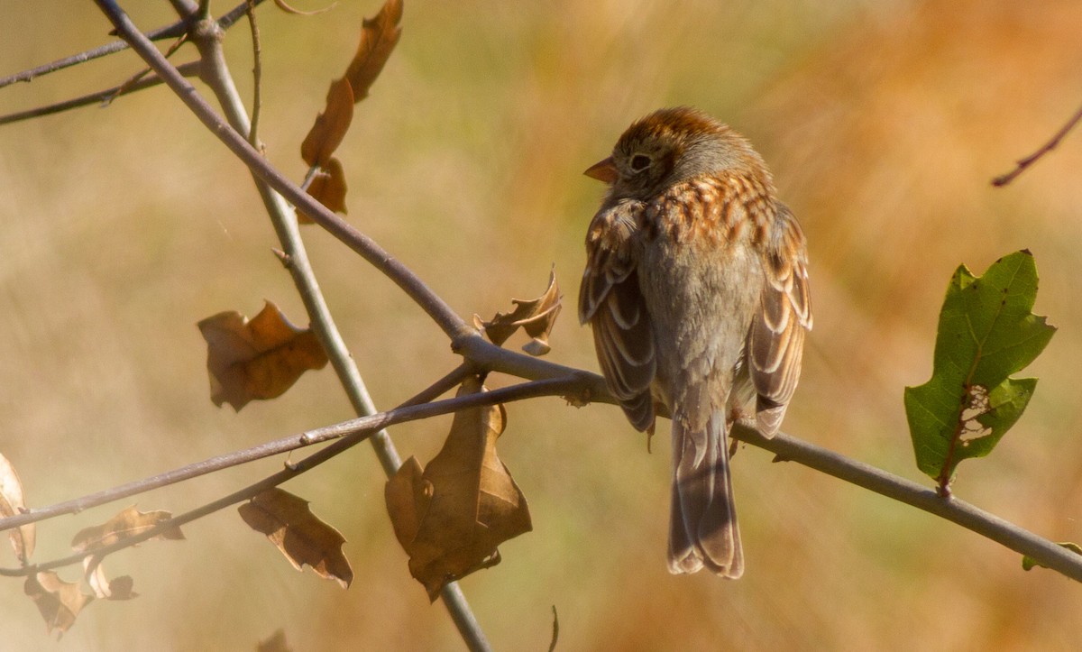 Field Sparrow - Scott Simmons