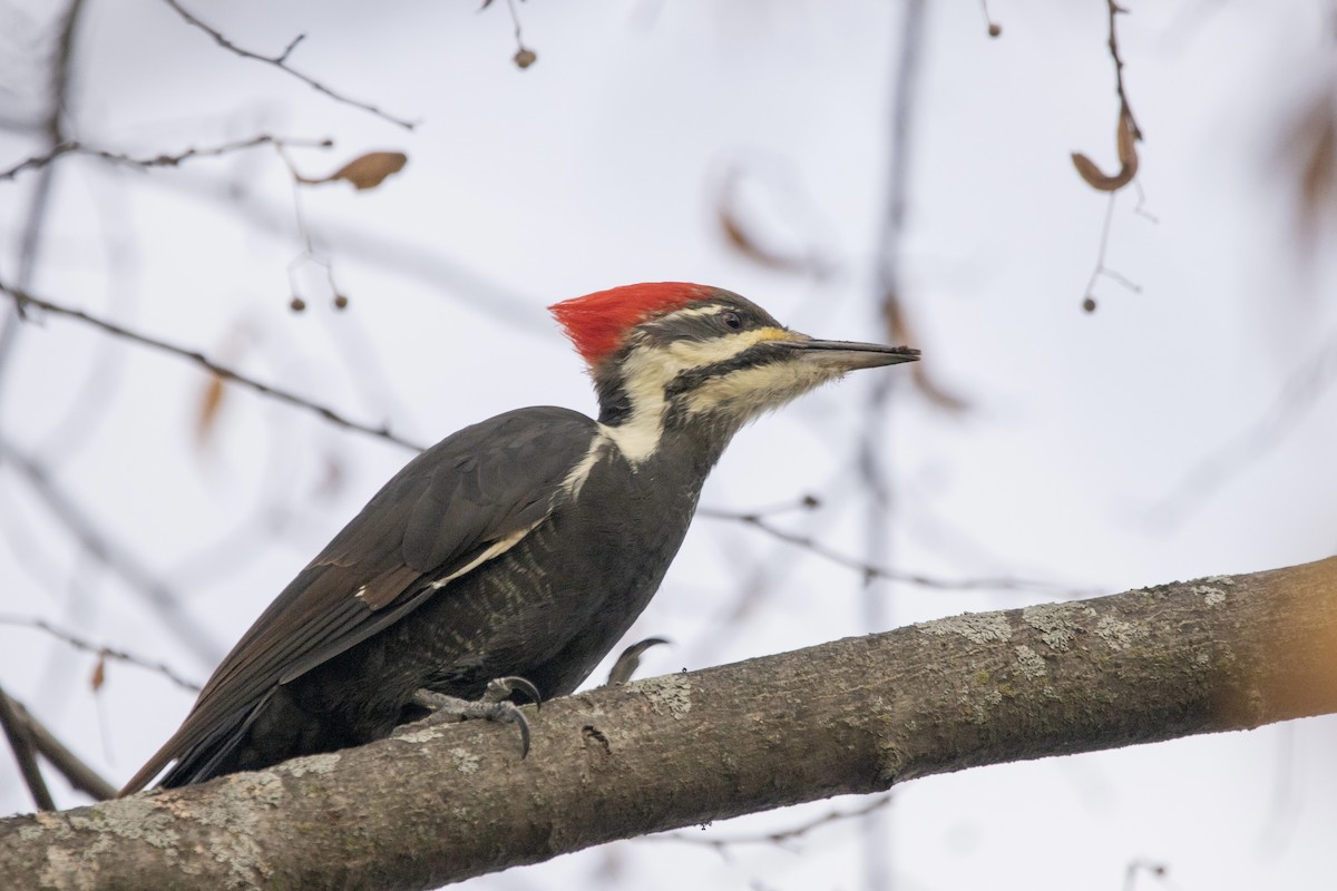 Pileated Woodpecker - C Buchanan